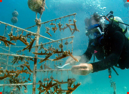 Ken Nedimyer's underwater coral nursery Ken Nedimyer's underwater coral nursery